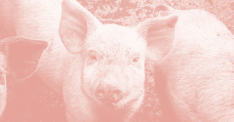 Picture of pigs with pink filter