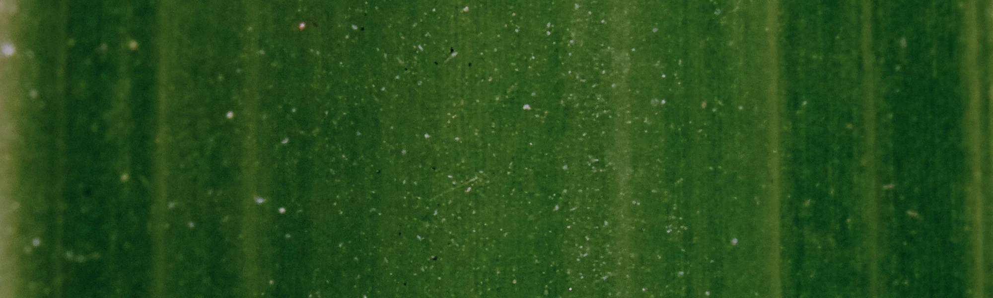 Zoom on a leaf