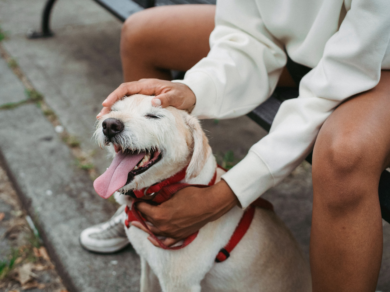 Ein sitzender orange-weißer Hund, der von einer Person im weißen Pulli, die auf einer Bank sitzt, gestreichelt wird.