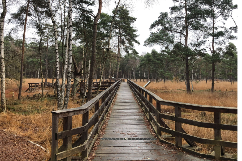 A wooden bridge crosses a moor. The ground vegetation is colored autumnal orange, the sky is gray. Further back is a coniferous forest with scattered birch trees.