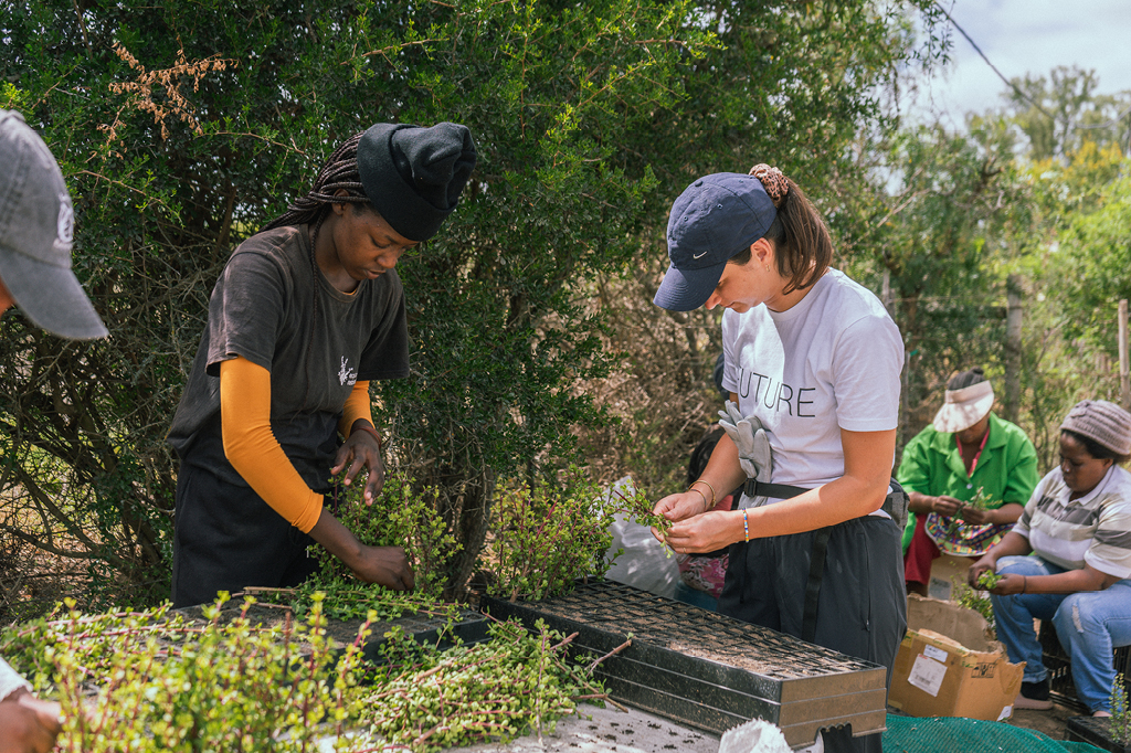 Einsetzen von Spekboom-Pflanzen 