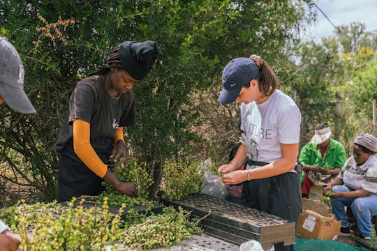 Einsetzen von Spekboom-Pflanzen