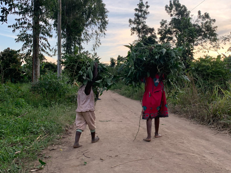 A woman and a girl, walk along a path carrying harvested leaves on their heads.