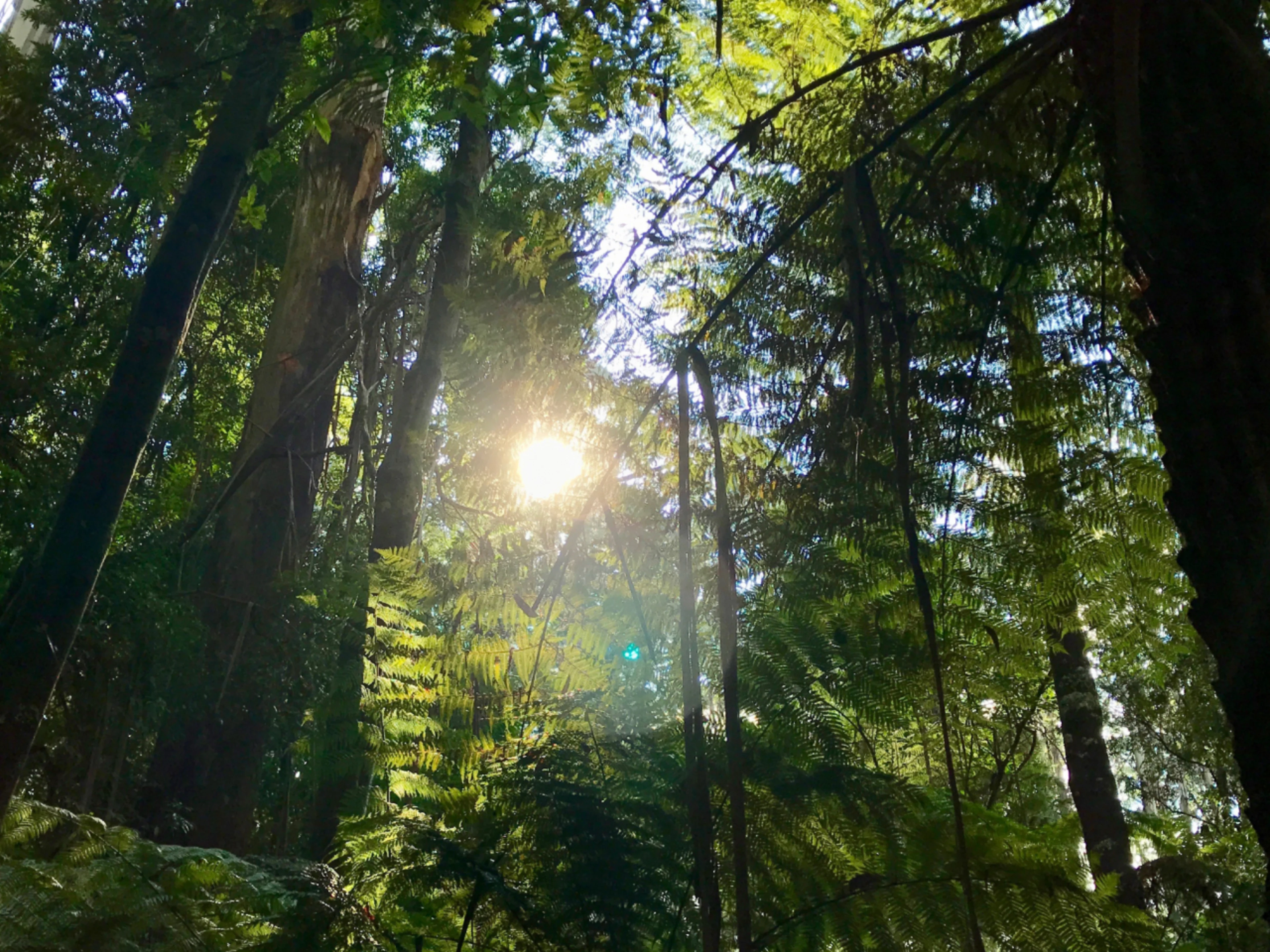 Rain forest