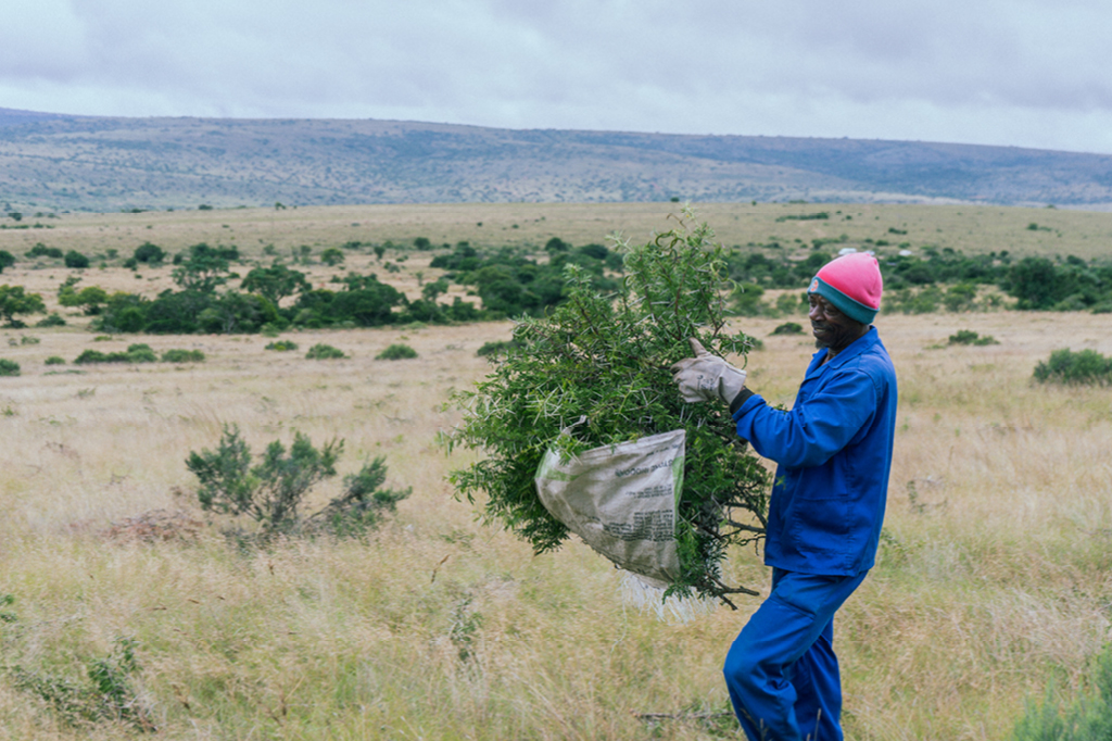 A worker on the Spekboom project at work