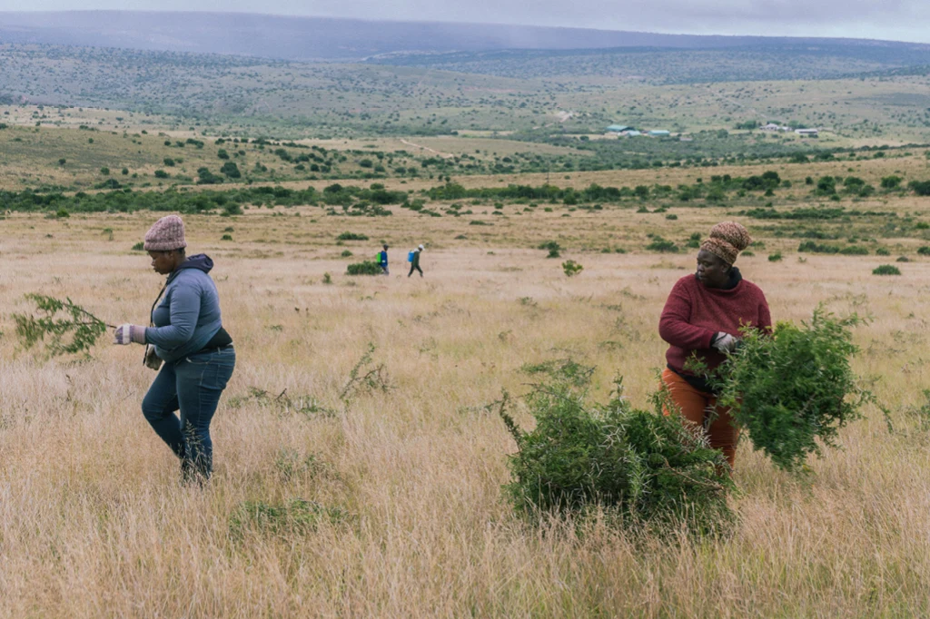 A picture of our Spekboom project. You can see two female employees working in the field. 