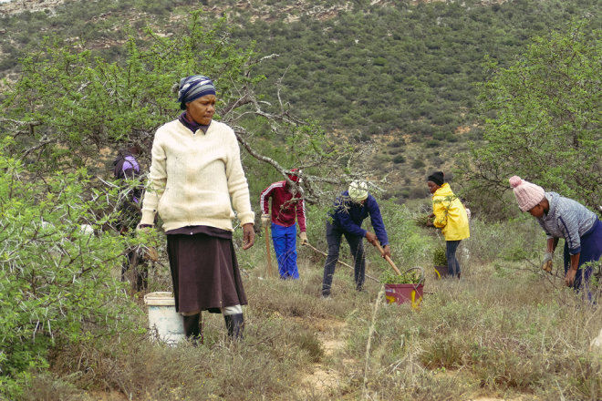 Photo of the workers on the spekboom project 