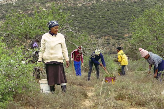 Foto der Arbeiter*innen auf dem Spekboom-Projekt