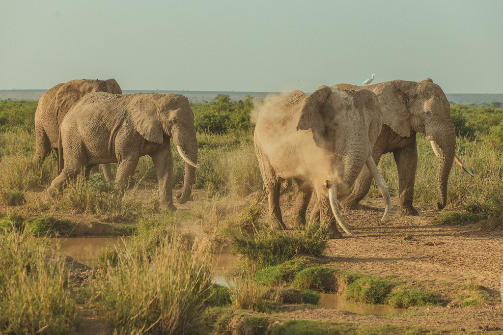 The picture shows four elephants