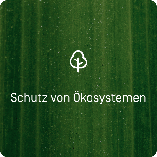 Die Tomorrow Holz Debit-Karte hinter der Tomorrow App