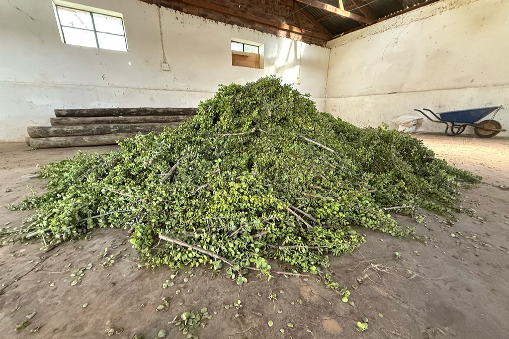 Plant sections of the spekboom plant can be seen in a warehouse.