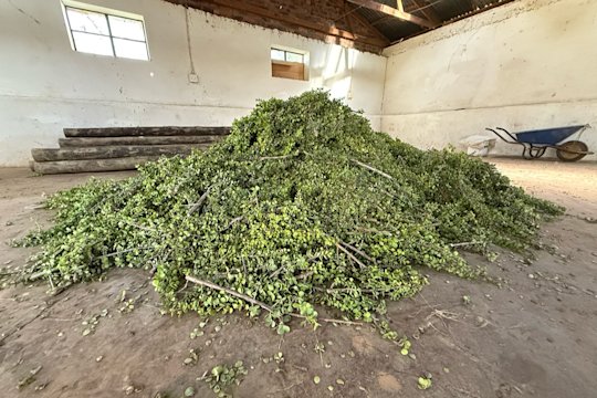 Zu sehen sind Pflanzenabschnitte der Spekboom-Pflanze in einer Lagerhalle.