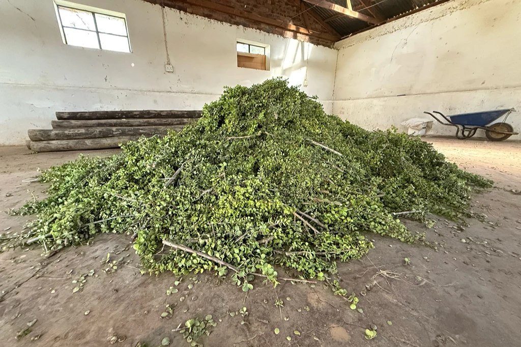 Zu sehen sind Pflanzenabschnitte der Spekboom-Pflanze in einer Lagerhalle.