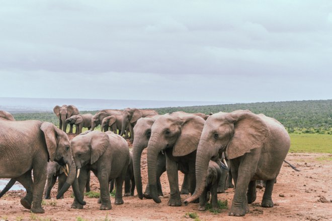 The picture shows elephants