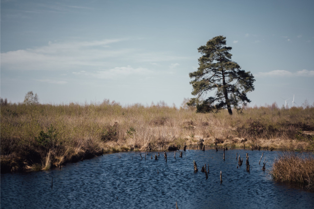 In the foreground is clear blue water surrounded by a rather dry moorland landscape. A single conifer tree grows there. The sky is blue and two wind turbines can be seen in the distance on the horizon.