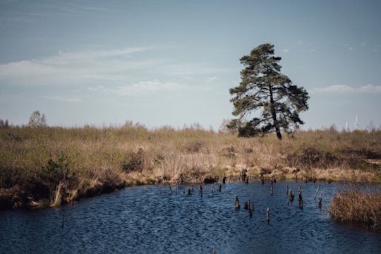 In the foreground is clear blue water surrounded by a rather dry moorland landscape. A single conifer tree grows there. The sky is blue and two wind turbines can be seen in the distance on the horizon.