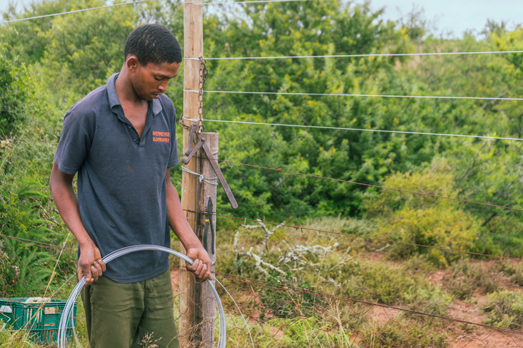 A worker from the Spekboom project works on the fence