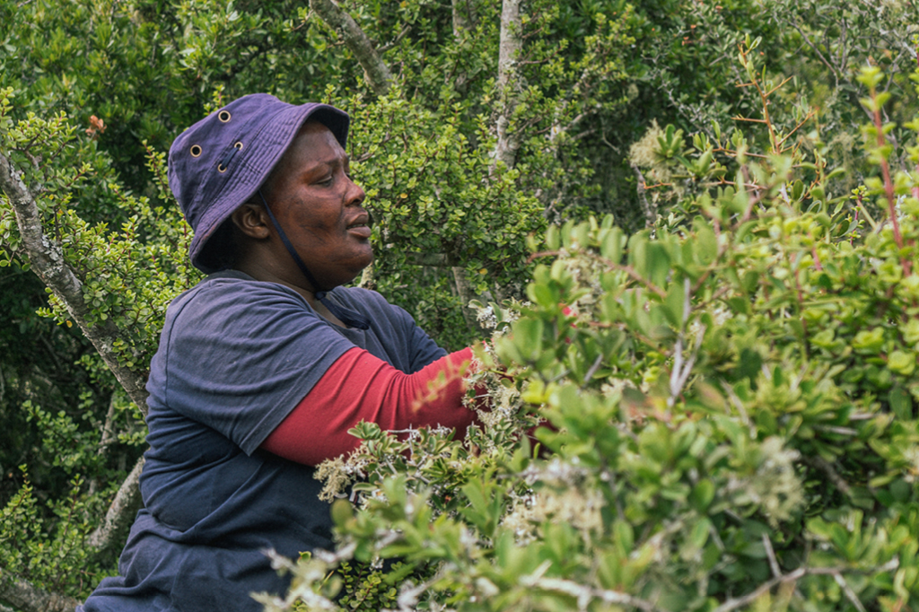 A Spekboom worker looks after the plants