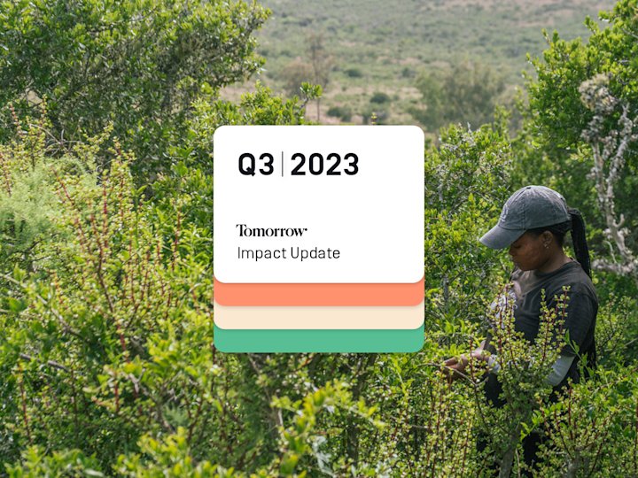 A picture of our Spekboom project on site. You can see an employee in the midst of the plants.