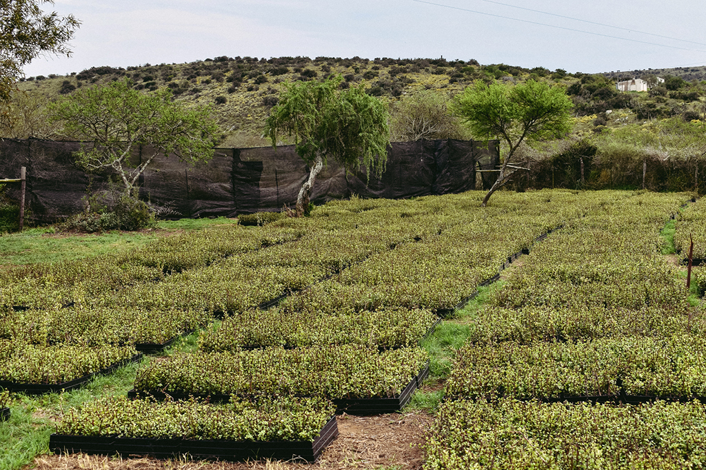 Photo of the spekboom farm 