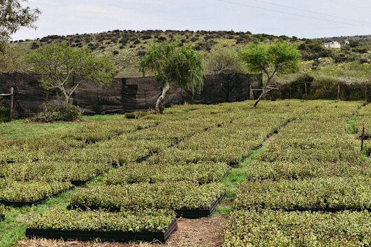 Photo of the spekboom farm