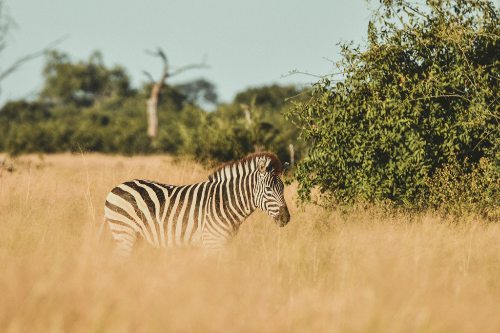 A zebra in the area of the WWF project Uganisha