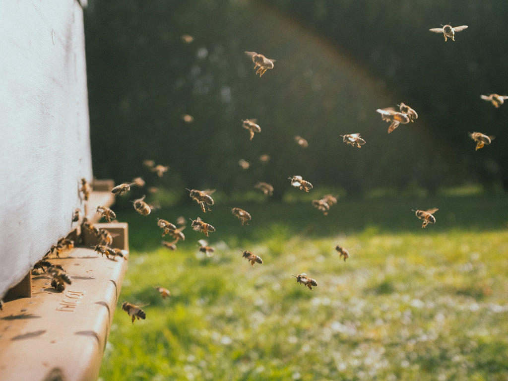 Viele kleine Bienen