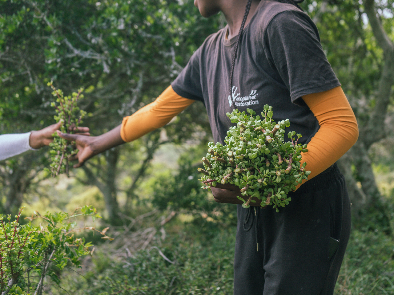Eine Person hält in der linken Hand einen Strauch mit Spekboom, mit der rechten Hand nimmt sie weitere Spekboom-Pflanzen entgegen. 