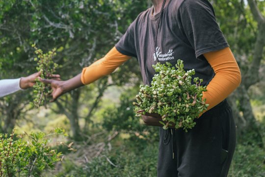 Eine Person hält in der linken Hand einen Strauch mit Spekboom, mit der rechten Hand nimmt sie weitere Spekboom-Pflanzen entgegen.