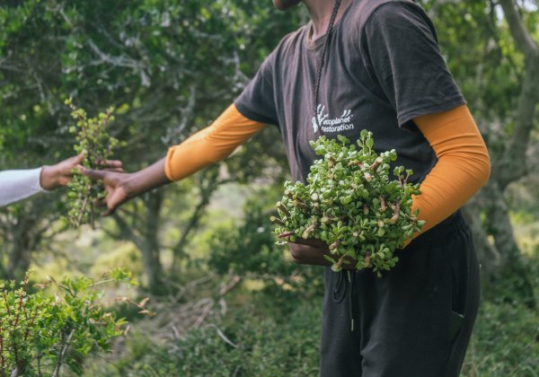 Eine Person hält in der linken Hand einen Strauch mit Spekboom, mit der rechten Hand nimmt sie weitere Spekboom-Pflanzen entgegen. 