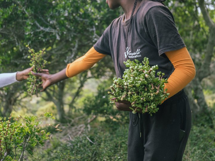 Eine Person hält in der linken Hand einen Strauch mit Spekboom, mit der rechten Hand nimmt sie weitere Spekboom-Pflanzen entgegen.