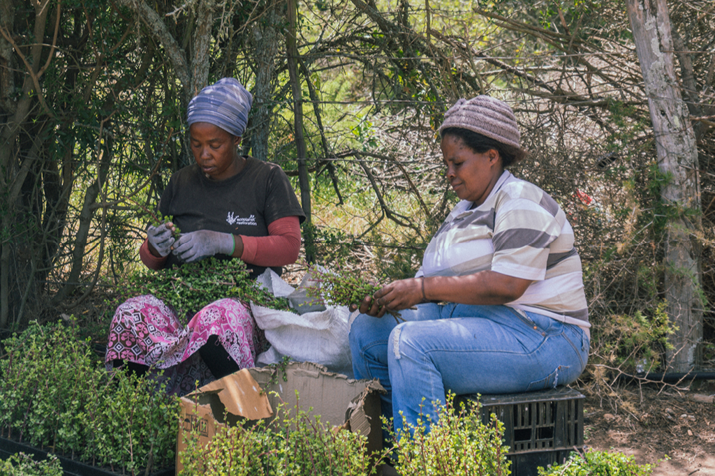 Spekboom workers with the seedlings