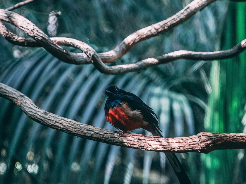 Exotischer Vogel auf einem Ast