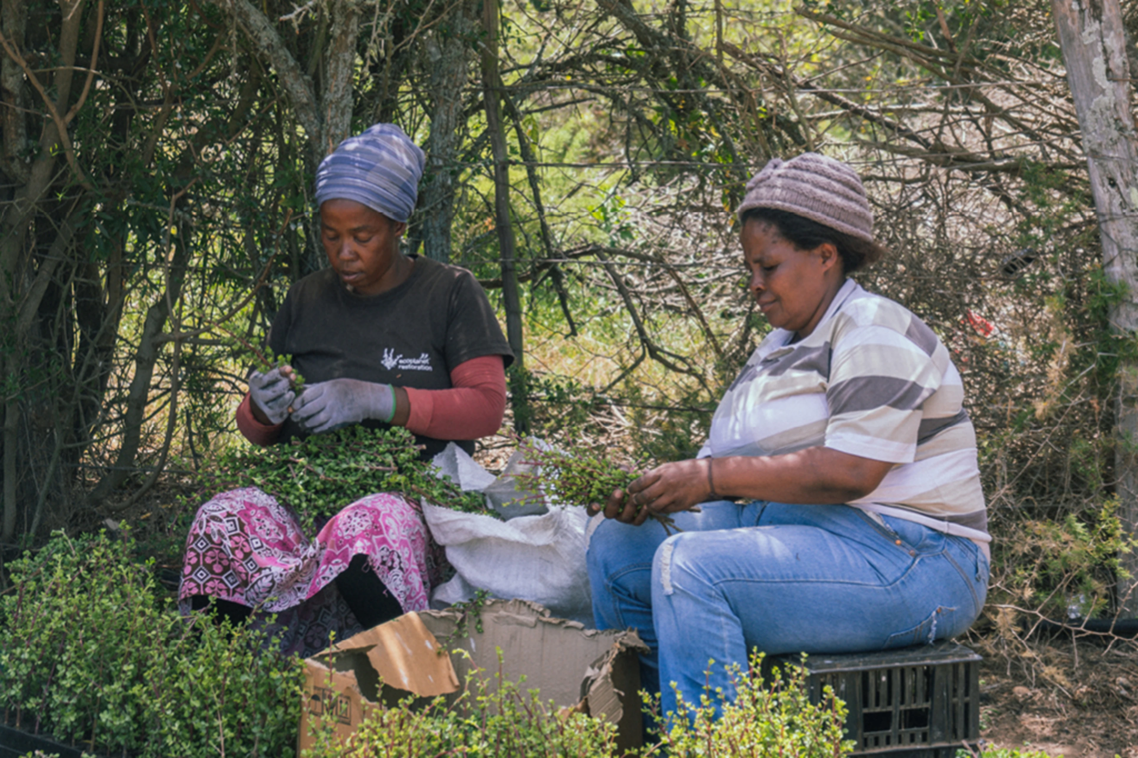 The picture shows employees of the Spekboom renaturation project in South Africa