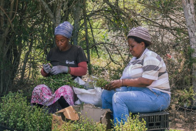 Auf dem Bild zu sehen sind Mitarbeiterinnen des Spekboom-Renaturierungsprojekts in Südafrika