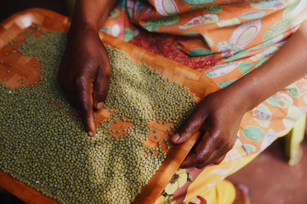 A POC woman wearing a colorful robe is holding a tray with lots of green lentils on it. She is holding the tray with her left hand and using the index finger of her right hand to move the lentils from one side to the other, as if she was counting them.