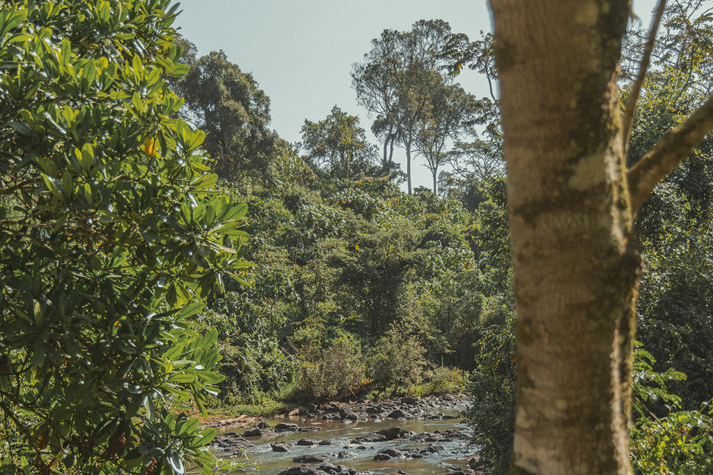 The picture shows the landscape on site