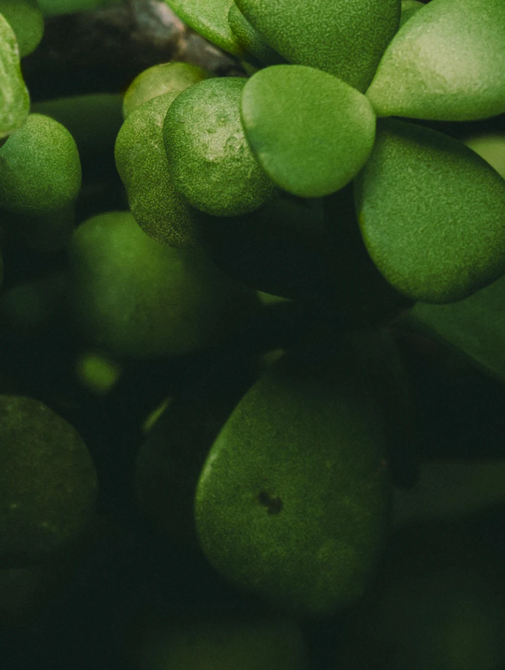 Succulents