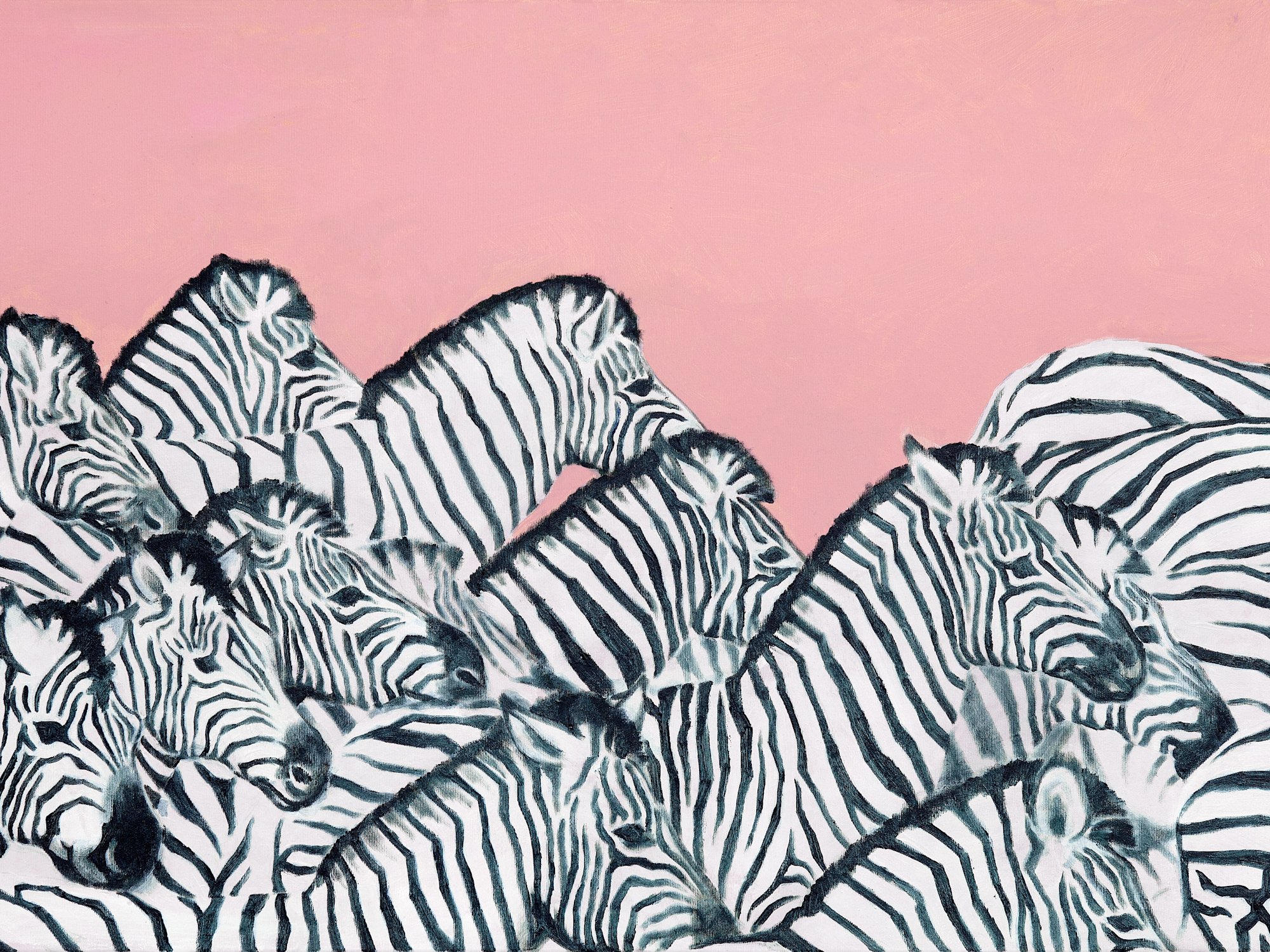 A herd of Zebras in front of a rose background