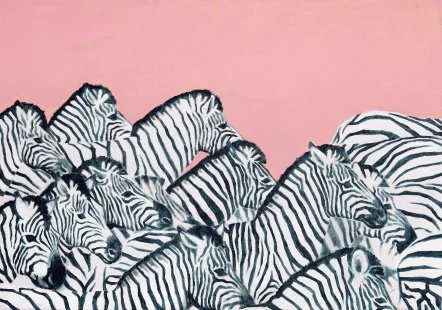 A herd of Zebras in front of a rose background