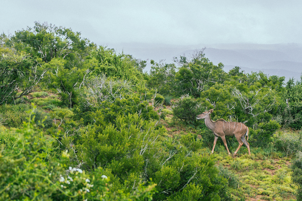 Tier auf dem Projektgelände