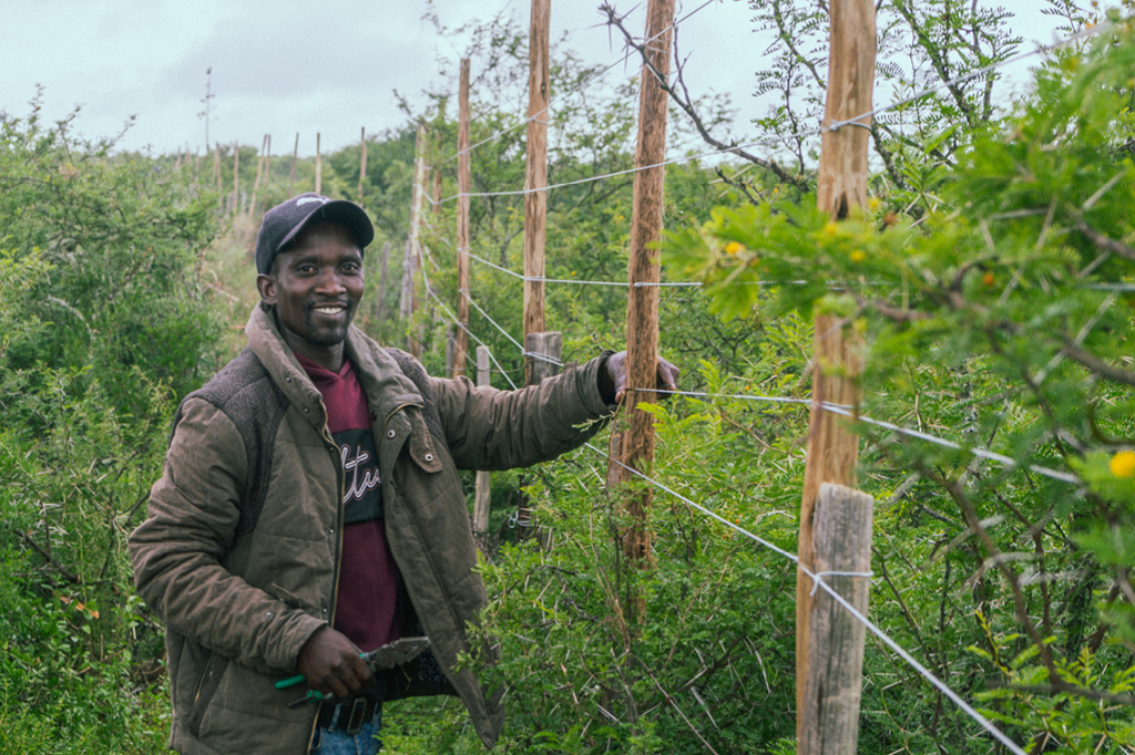 Ein Bild von unserem Spekboom-Projekt vor Ort. Zu sehen ist eine Mitarbeitende inmitten der Pflanzen. 