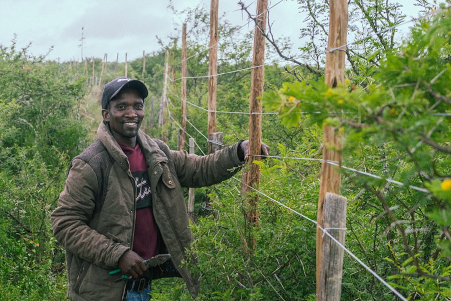 Ein Bild von unserem Spekboom-Projekt vor Ort. Zu sehen ist eine Mitarbeitende inmitten der Pflanzen.
