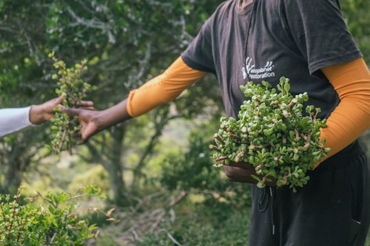Two employees of the Spekboom project can be seen at work. They are handing each other Spekboom plants.
