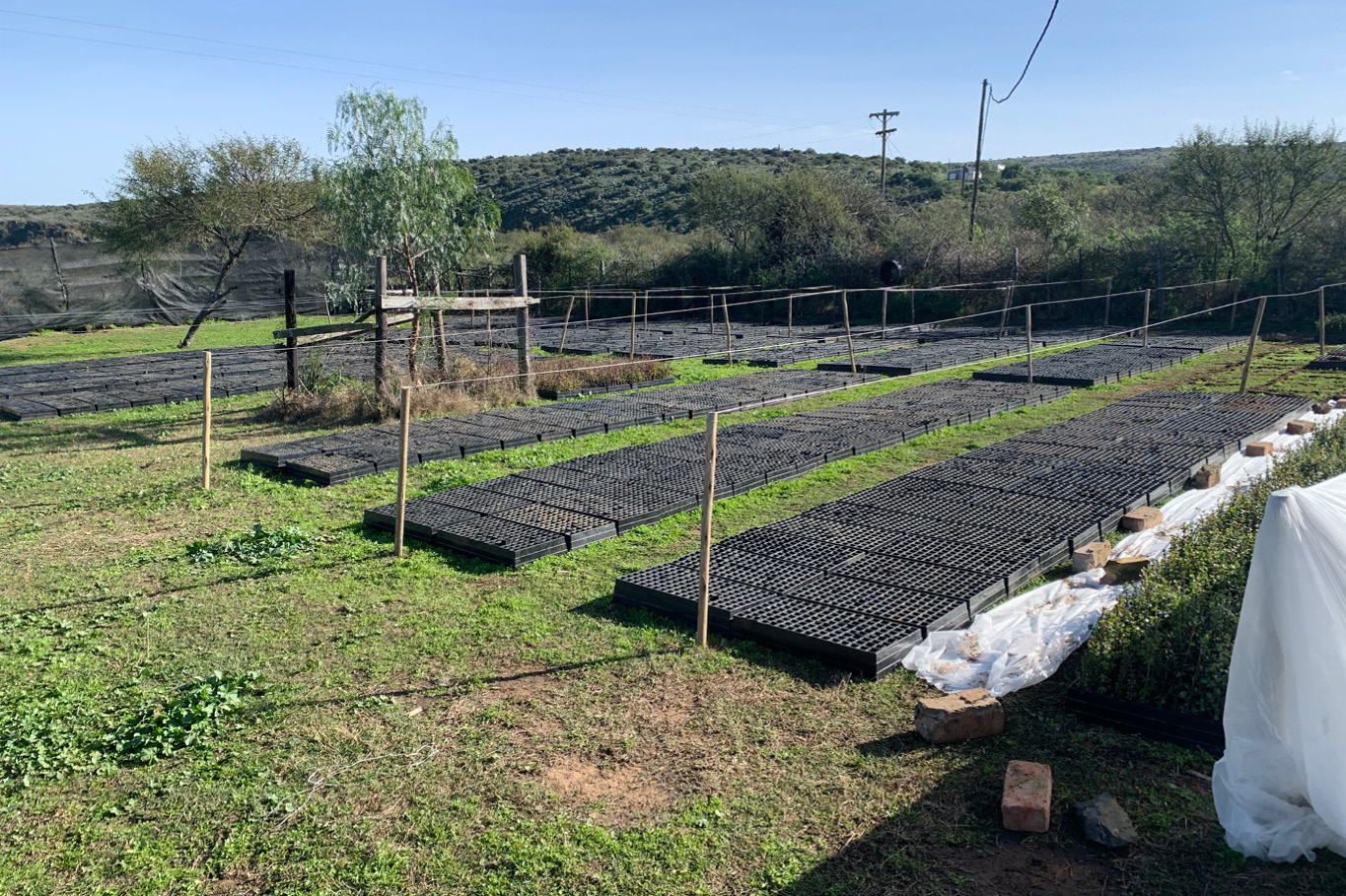 You can see part of the area where the Spekboom plants are planted.