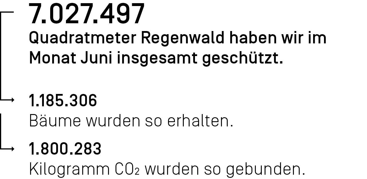 7.027.497 Quadratmeter Regenwald haben wir im Monat Juni ingesamt geschützt.