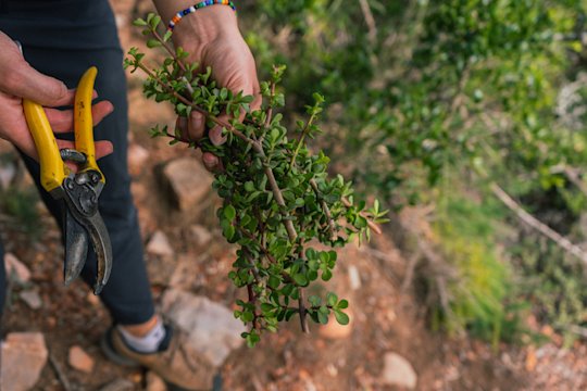 The picture shows the hand of a Spekboom employee with a Spekboom plant and a pair of secateurs.