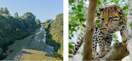 River in rainforest (left), cheetah on a tree (right)