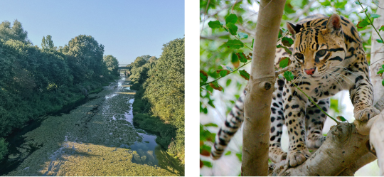 River in rainforest (left), cheetah on a tree (right)