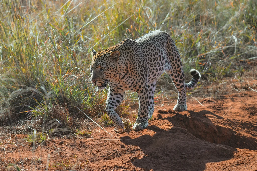 The picture shows a leopard